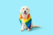 Cute labrador dog with LGBT flag sitting on blue background