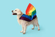 Cute labrador dog with LGBT flag on blue background