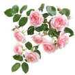 Pink rose flowers in a floral arrangement, showcasing the delicate beauty of the roses in a sophisticated and charming way.