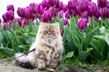 Wall Mural - Light brown Persian cat on a leash exploring a tulip field with purple flowers blooming in the background
