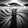Lioness in the grass of the savannah with the sun. Black and white art print. 