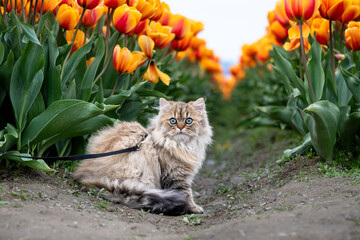 Wall Mural - Light brown Persian cat on a leash exploring a tulip field with orange flowers blooming in the background
