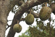 Durian orchard. Ripe durians on the tree.