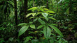 Researchers unearth a novel medicinal plant species hidden beneath the forest canopy.