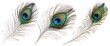 decorative peacock feather png in pack of three