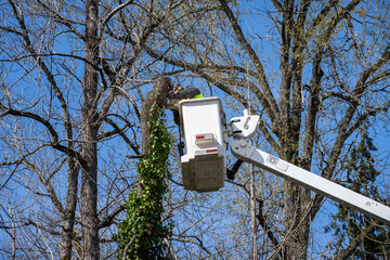 Wall Mural - City parks worker high up in a lift bucket cutting down a windfall tree covered in ivy, hazard prevention
