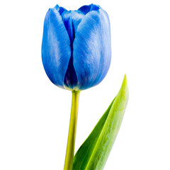 Wall Mural - A single blue color tulip flower