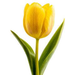 Wall Mural - A single yellow color tulip flower