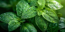 Fresh Basil Leaves, Dew Drops Visible, Bright Natural Light, Vibrant Green, Macro Shot 