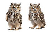 Fototapeta Zwierzęta - close up portrait of two owls isolated on transparent background