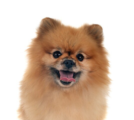 Sticker - pomeranian in studio