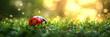 ladybug on green grass,
Ladybug crawling on green grass morning plant