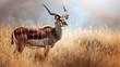 Elegant Nyala Antelope Basking in the Subtle Sunlight in Its Natural Habitat