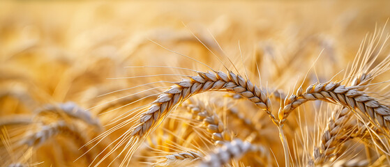 golden wheat field