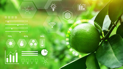 Wall Mural - Natural fresh lime with water drops with infographics, Smart farming and precision agriculture 4.0 with visual icon, digital technology agriculture and smart farming concept.