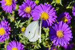 Ein Kohlweißling (Schmetterling) auf violetten Astern mit gelbem Blütenstempel  -Nahaufnahme-