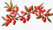Wild forest red fruit. Fresh ripe berberis berries isolated on a transparent background, modern illustration.