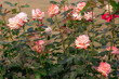 Delicate pink roses are flourishing in a lush garden, their petals soft and vibrant against the natural green backdrop.