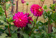Bright pink dahlia flowers, showcasing their intricate petal patterns and vivid colors, flourish in the natural setting of a garden.