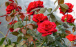 Vibrant red roses in bloom with dew-kissed leaves against a soft background, perfect for floral themes.