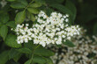 White elderberry blossom