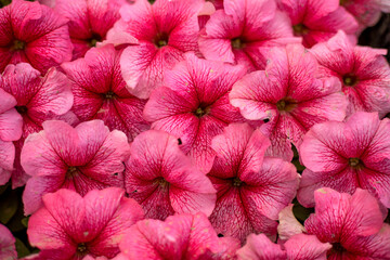 Wall Mural - A bunch of pink flowers with white spots