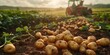 Fresh potatoes harvested naturally and organically on the fie. Generative Ai