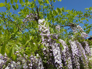 Wall Mural - wisteria plant with purple flowers background