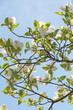 初夏の陽気に誘われてハナミズキの花が咲く4月