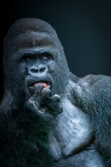 Wall Mural - close-up of a majestic gorilla on a blue background