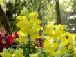 Common snapdragon or antirrhinum majus bright yellow flowering plant in the garden