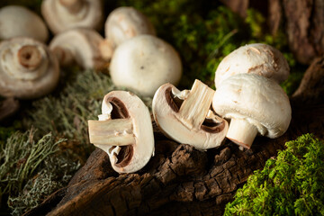 Poster - White champignons on a snag in a moss forest.