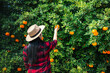 Gardener oranges fresh in mandarin orange plantation