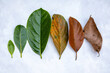 Leaves of different ages of jackfruit tree on white background. From birth to death.