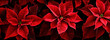 Red poinsettia flowers on a dark background, festive banner.
