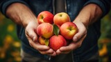 Fototapeta Big Ben - Agriculture fruits, apple harvest background - Close up of hands of farmer carrying ripe apples
