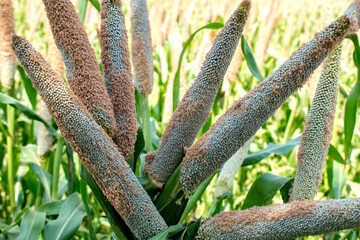 Poster - Millet field in India, millet plants and seed in farm, Bajra (pearl millet) in the field