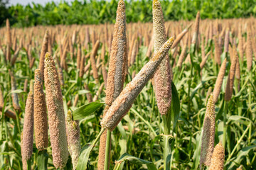 Wall Mural - Millet field in India, millet plants and seed in farm, Bajra (pearl millet) in the field