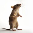 A brown rat standing on hind legs in a curious or alert pose against a white background.