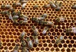 a number of bees on a piece of honey combs