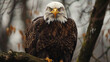 Eagles fierce stare as it sits on a tree