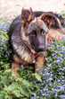 Attentive German Shepherd Puppy Amid Spring Blossoms