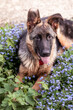 Serene German Shepherd Puppy Amid Spring Blossoms