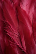 burgundy color feathers background, close-up, wallpaper, colored minimalistic back