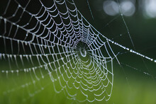 Dewy Spider Web Generative AI