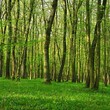 Nature - green background. Beautiful spring deciduous forest with trees and leaves. Relaxation and rest for the soul. Concept for ecology and nature.