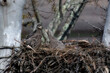 Closeup shot of bald eaglets in a nest in a tree