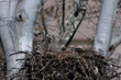 Closeup shot of a pair of eaglets in a nest in a tree