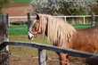 Beautiful horses in a corral on a farm in spring time. Breed - Hafling.