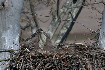 Closeup shot of a pair of eaglets in a nest in a tree